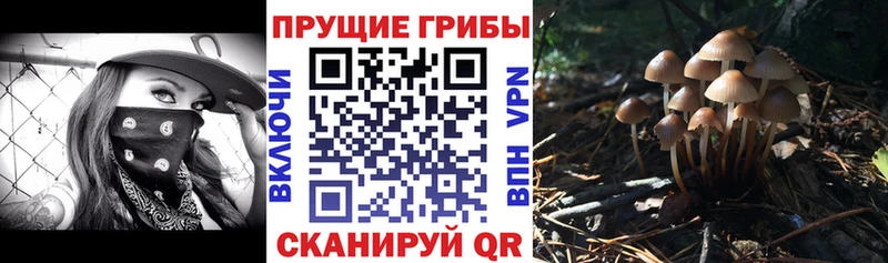 мориарти какой сайт  Пролетарск  Псилоцибиновые грибы Magic Shrooms 